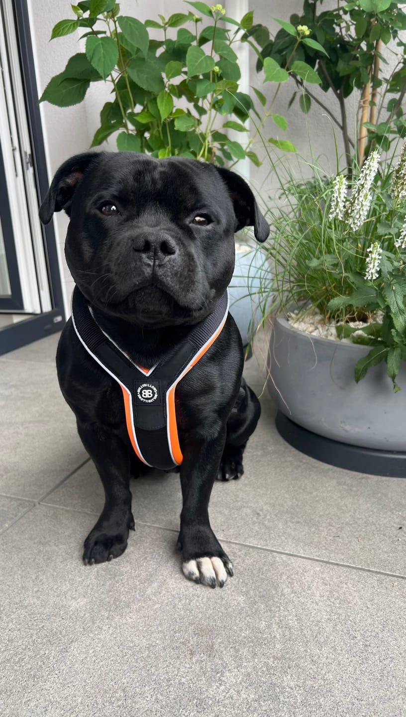Customer photo review of Slip on Padded Comfort Harness | Non Restrictive & Reflective - Black & Orange