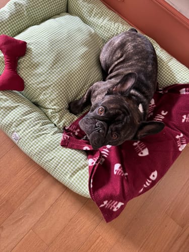 Customer photo review of Divanetto Vichy Verde Chiaro