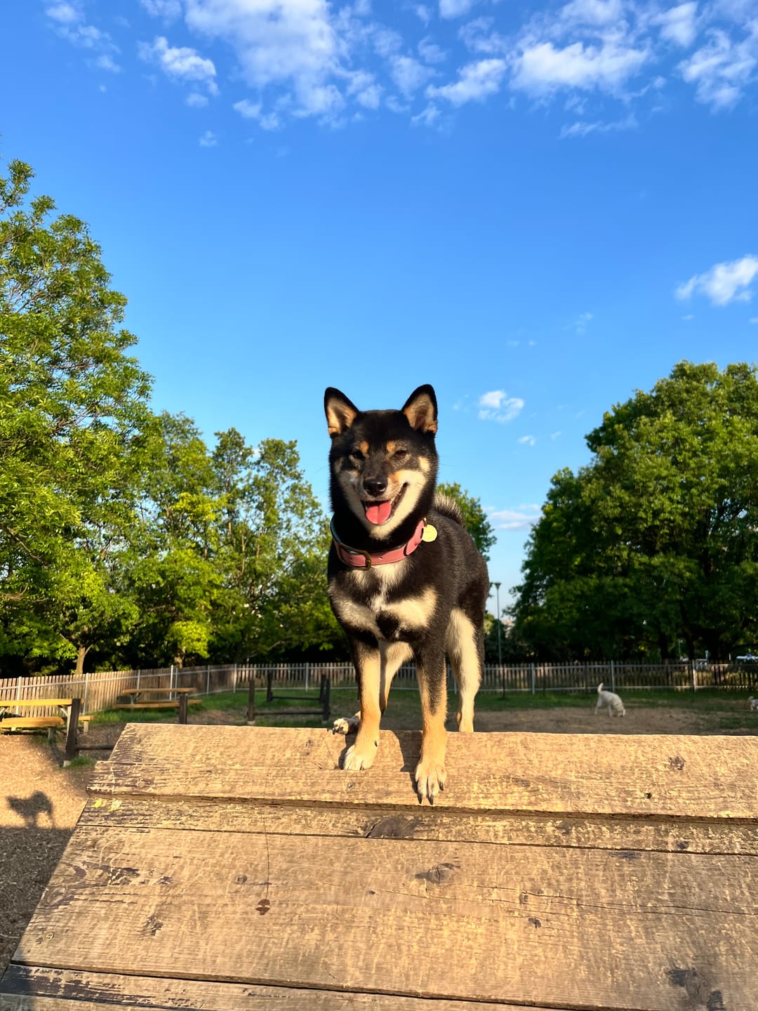Customer photo review of Keepaws™ Leather AirTag Collar
