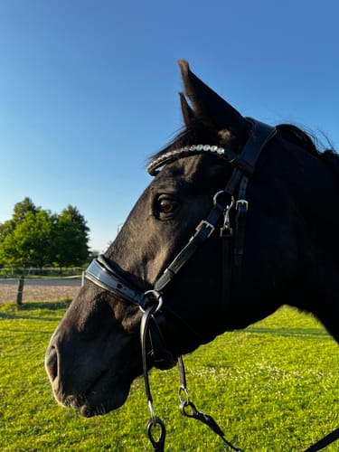 Customer photo review of Harmony Bridle - anatomische gebisslose Trense mit Crystal Stirnband
