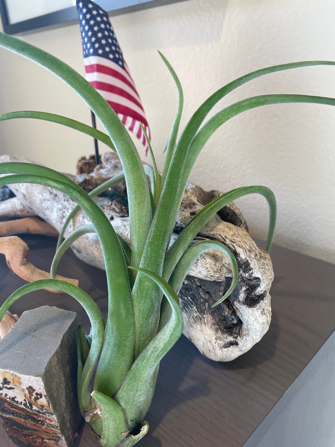 Customer photo review of Long John (pseudobaileyi x intermedia)