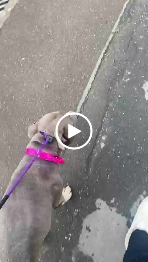 Customer video review of 2.5cm Combat® Collar | With Handle & Rated Clip - Magenta v2.0