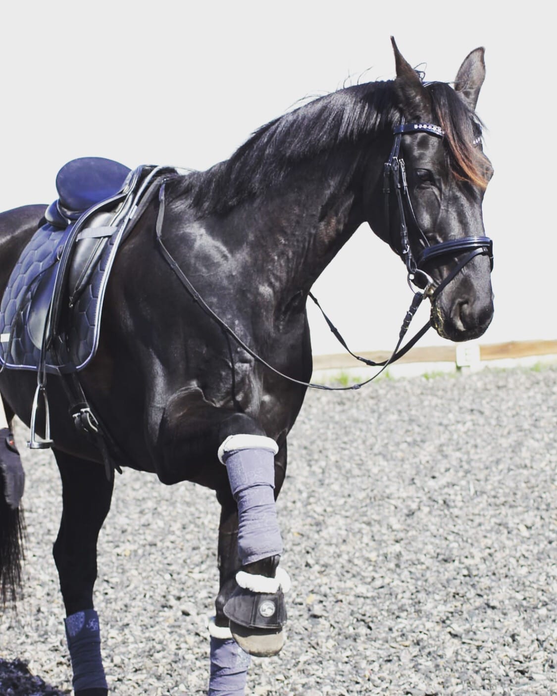 Customer photo review of Kristallkraft Brave Horse