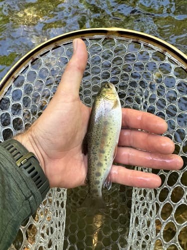 Customer photo review of Blue Line