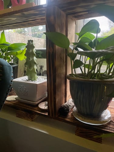 Customer photo review of Boobie Cactus | Myrtillocactus geometrizans Fukurokuryuzinboku