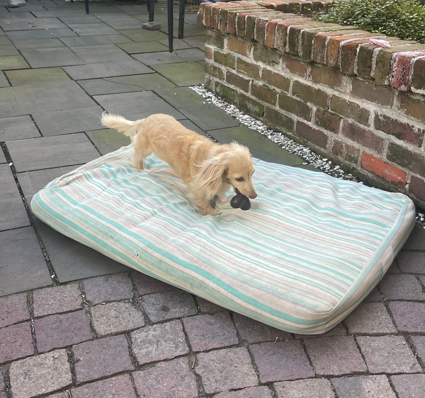 Customer photo review of Give A Dog A Bone!