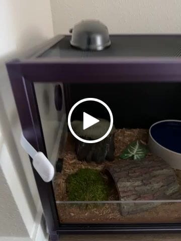Customer video review of 50 Gallon Reptile Enclosure 36x18x18_Royal Purple