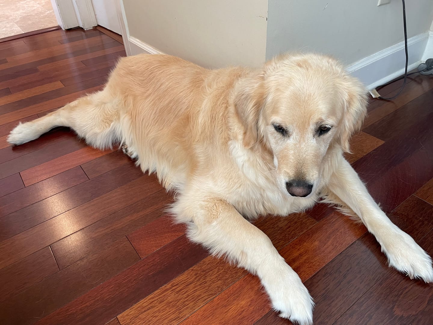 Customer photo review of Professional PLUS Pet Grooming Vacuum Kit