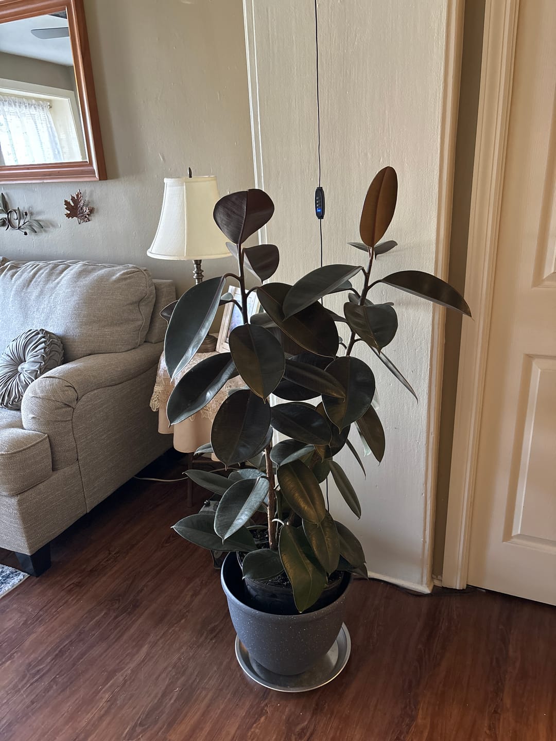Customer photo review of Ficus Burgundy Bush, Rubber Tree