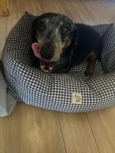 Customer photo review of Divanetto Cotone Vichy Navy