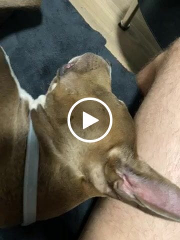 Customer video review of TRI-Harness® | Anti-Pull, Adjustable & Durable - Dog Trainers Choice - Military Tan v2.0