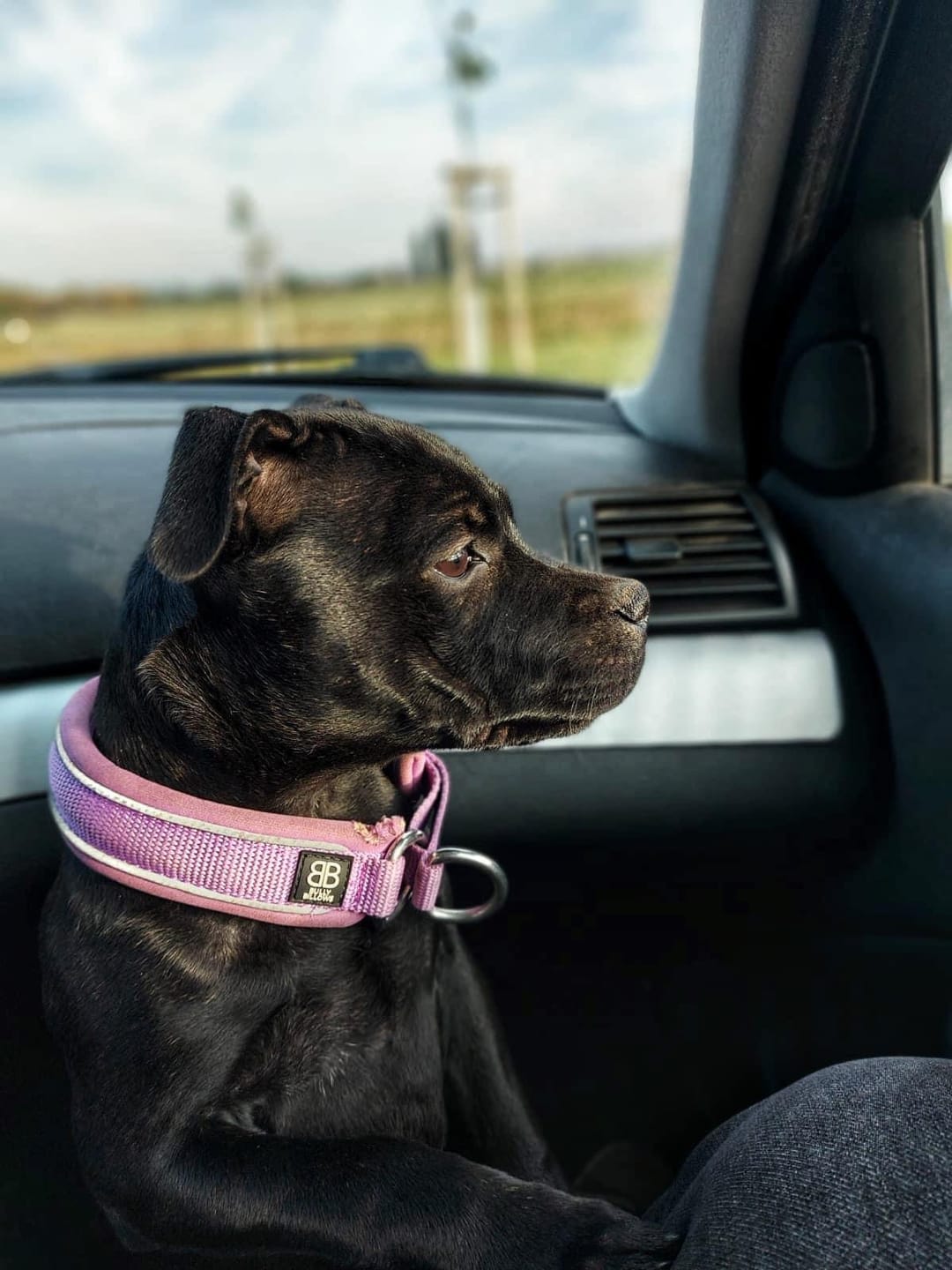 Customer photo review of 3cm Slip on Collar | Soft Padded & Reflective - Purple v2.0