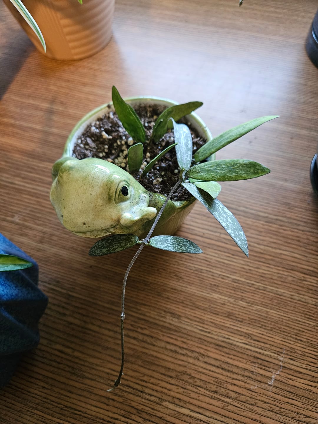 Customer photo review of Hoya sigillatis