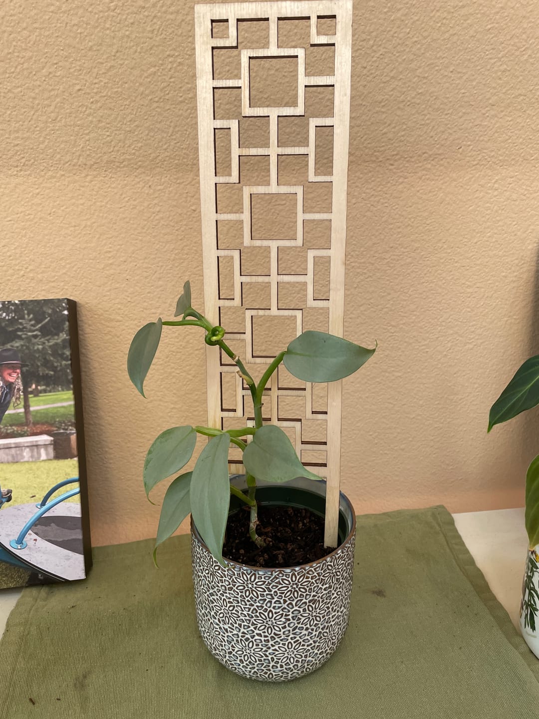 Customer photo review of Tropical Squares Wooden Trellis