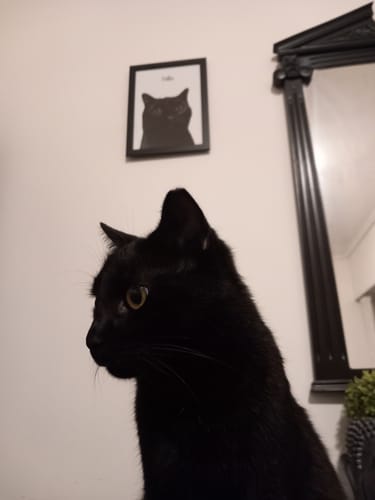 Customer photo review of Πορτραίτο Κατοικίδιου - Πόστερ με κάδρο