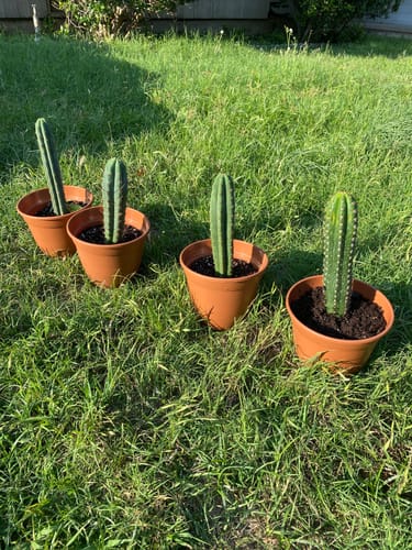 Customer photo review of Cactus Collector Variety Packs | Trichocereus Cactus Variety Packs