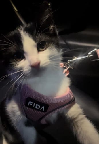 Customer photo review of FIDA Cat Harness and Leash Set for Walking Kitten and Puppy