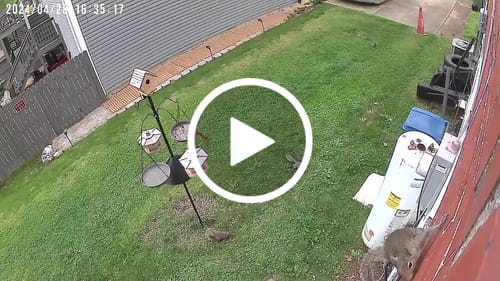 Customer video review of Songbird Birdseed Mix