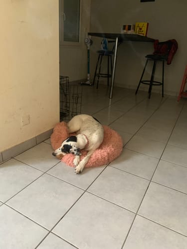 Customer photo review of Collier Anti Aboiement PuppySafe