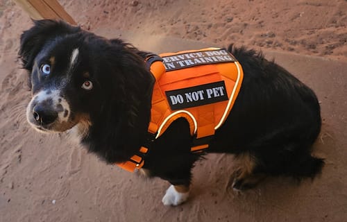 Customer photo review of NEW Reflective Blaze Orange Team K9 Tactical No-Pull Dog Harness with 4 Metal Buckles, Reinforced Front V-Ring, & Reflective Strips (Available Now!)