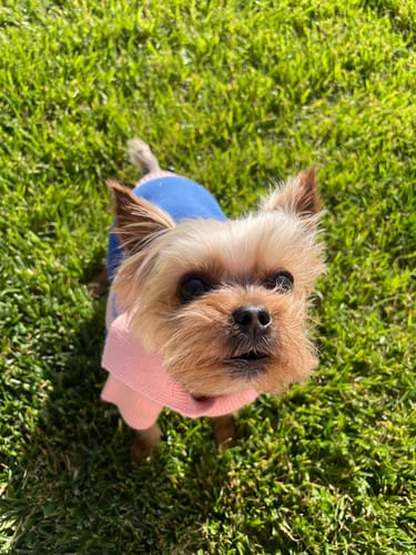 Customer photo review of The Weens Dog Polo Pullover