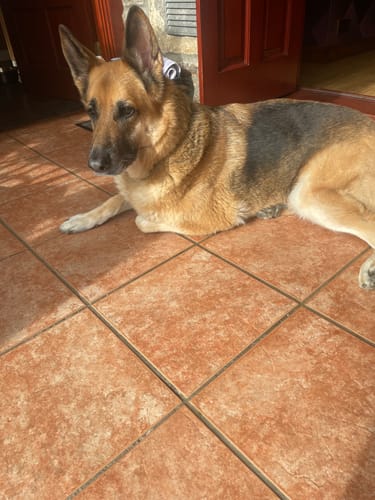 Customer photo review of Apple iPhone 12 Pro Refurbished SIM Free