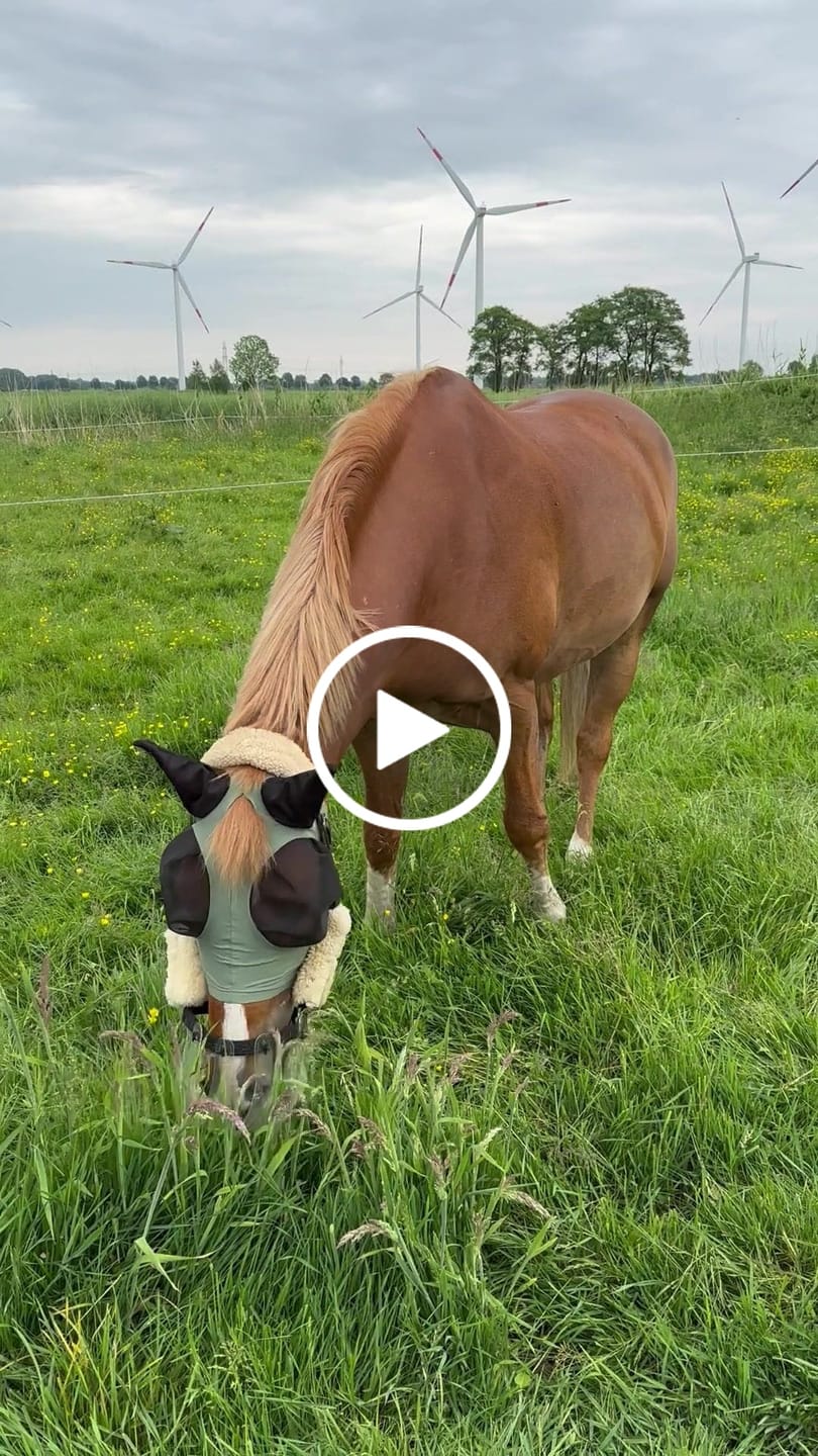 Customer video review of ThinLine Halfter für Flexible Fressbremse