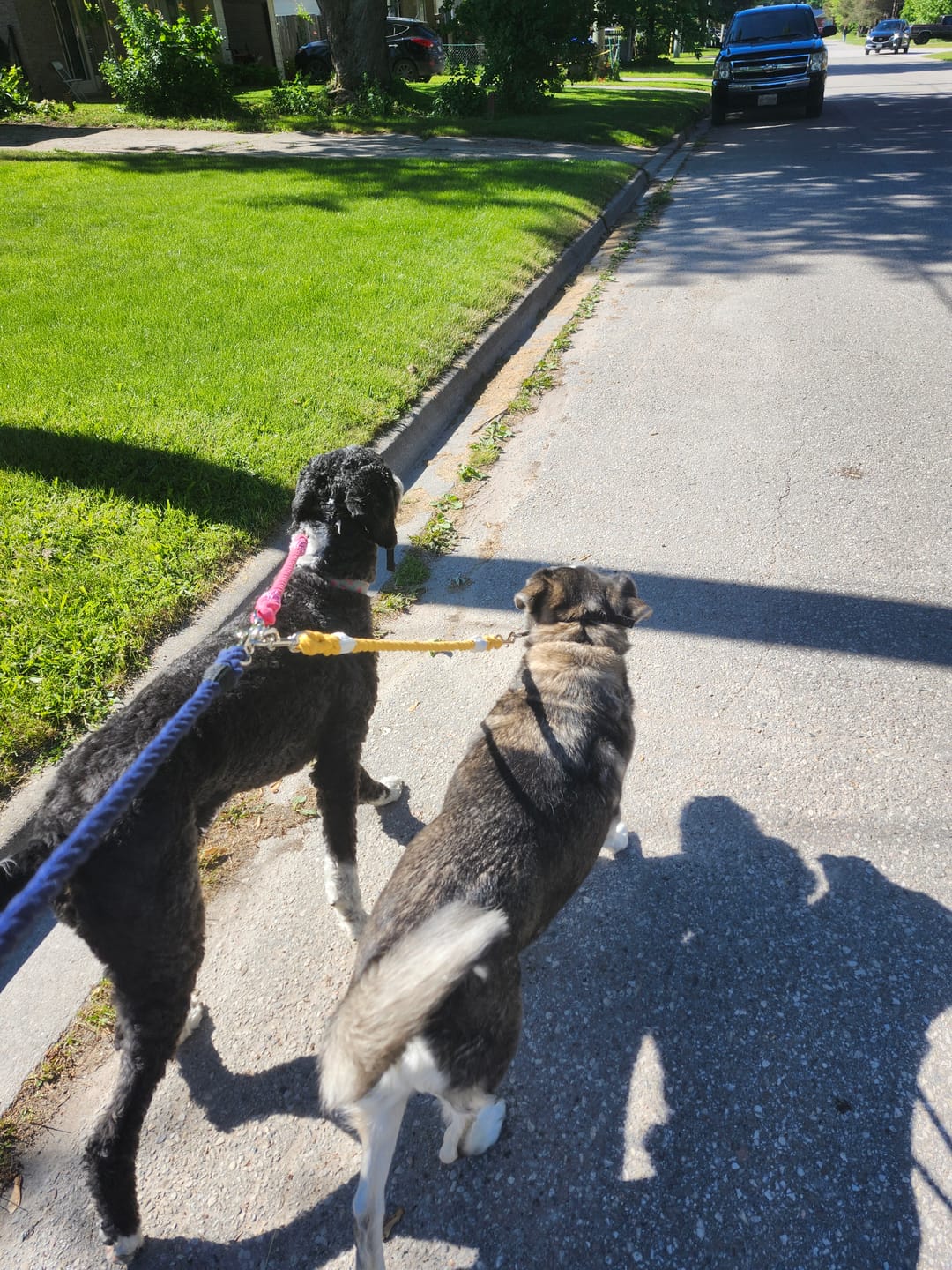 Customer photo review of Cotton Rope Multi-Dog Leash Connector