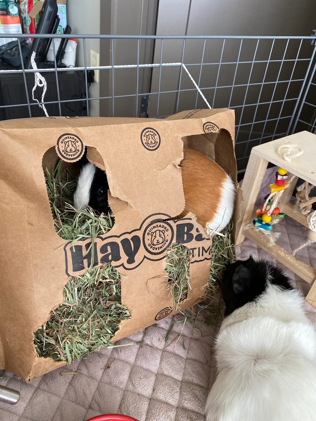 Customer photo review of Timothy Hay Bar for Guinea Pigs (5 Pack)