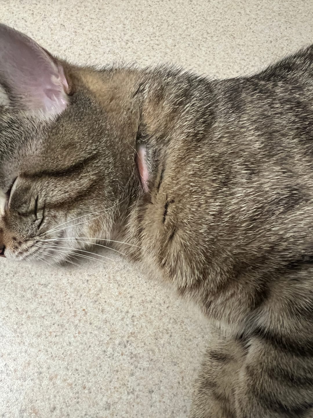 Customer photo review of Healthy Skin for Cats - Cat Miliary Dermatitis, Skin Allergy & Cat Scabs Remedy