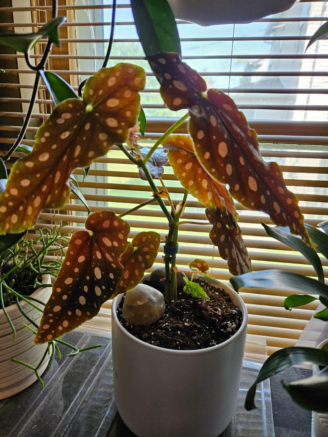 Customer photo review of Begonia maculata