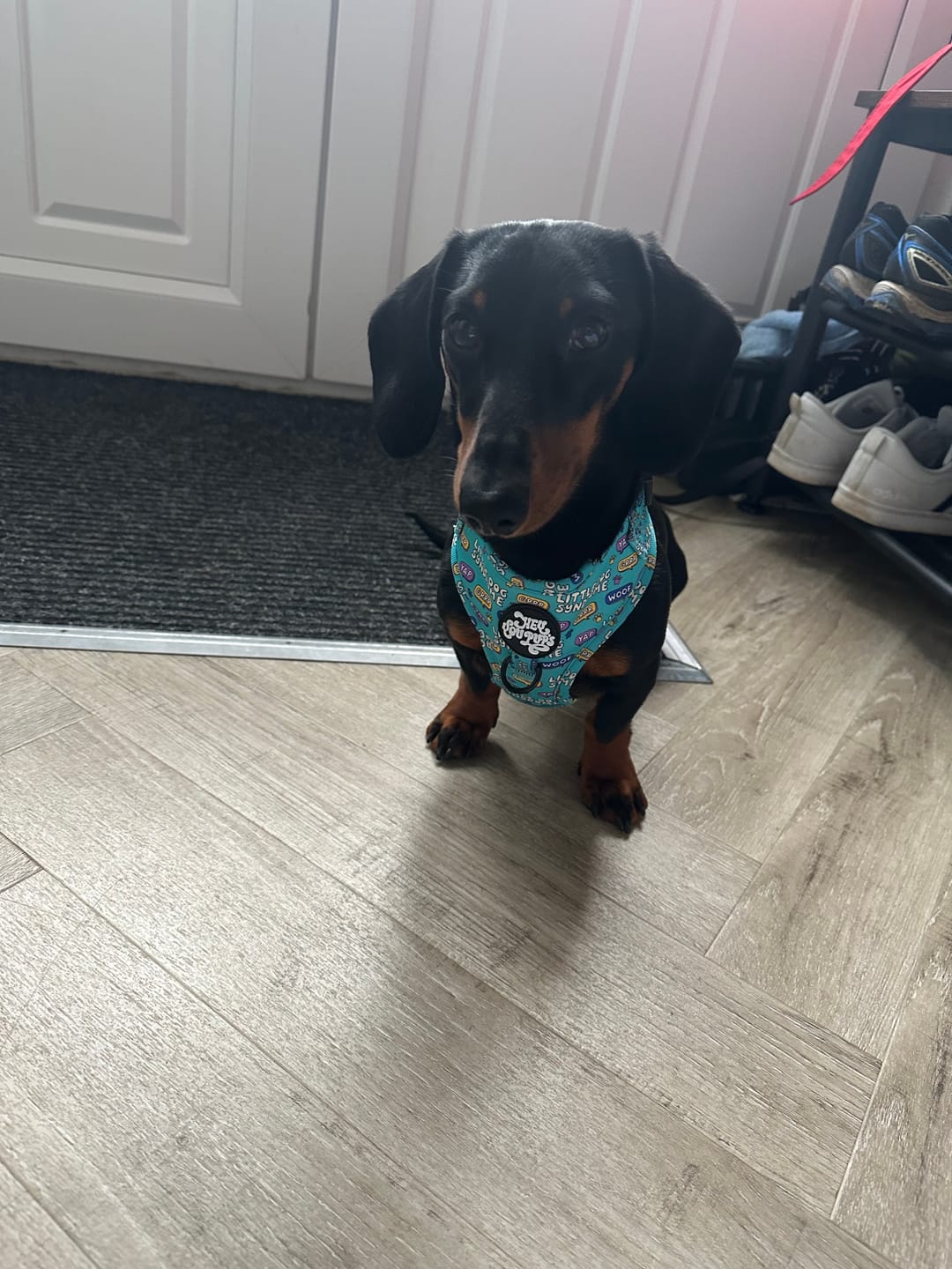 Customer photo review of Little dog syndrome harness