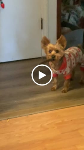 Customer video review of Extra Thin Bully Sticks 5-6"