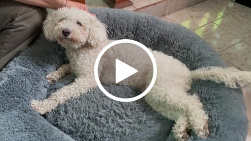 Customer video review of Cama Antiestrés Para Perros