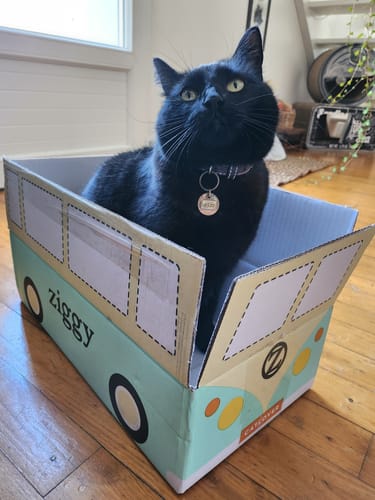 Avis photo d'un client sur Croquettes Chat Stérilisé Sans Céréales - Poulet