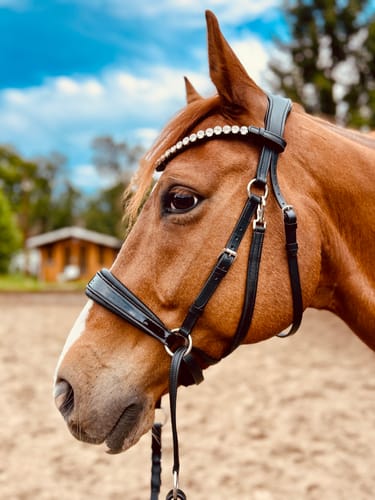 Customer photo review of gebisslose Trense in Lack - Glossy Luxury HB Bridle- das gab es so noch nie !