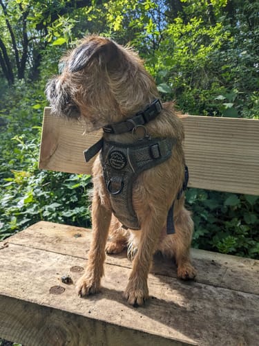 Customer photo review of Tough Trails™ Harness - Country Thyme
