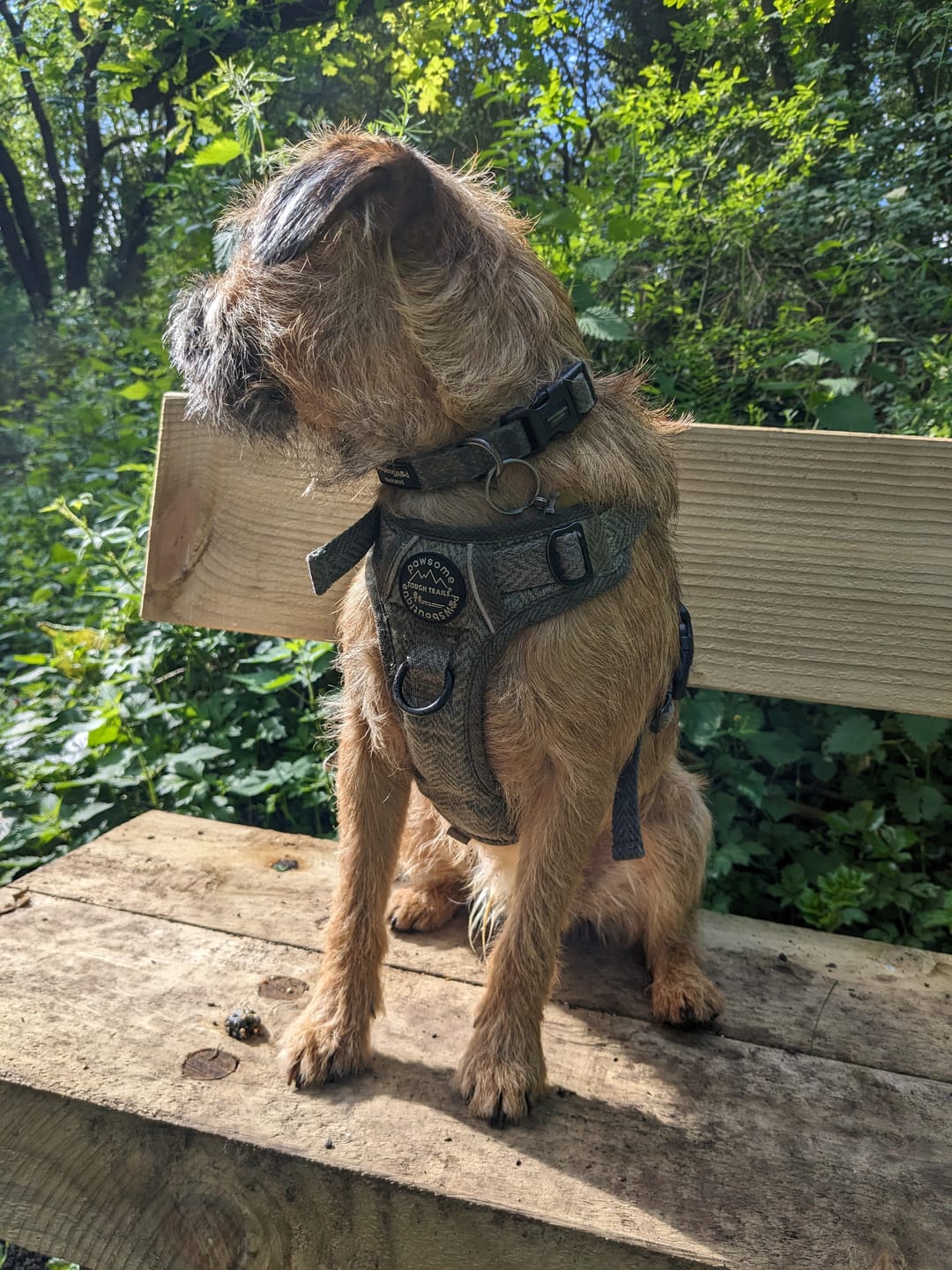 Customer photo review of Tough Trails™ Harness - Country Thyme
