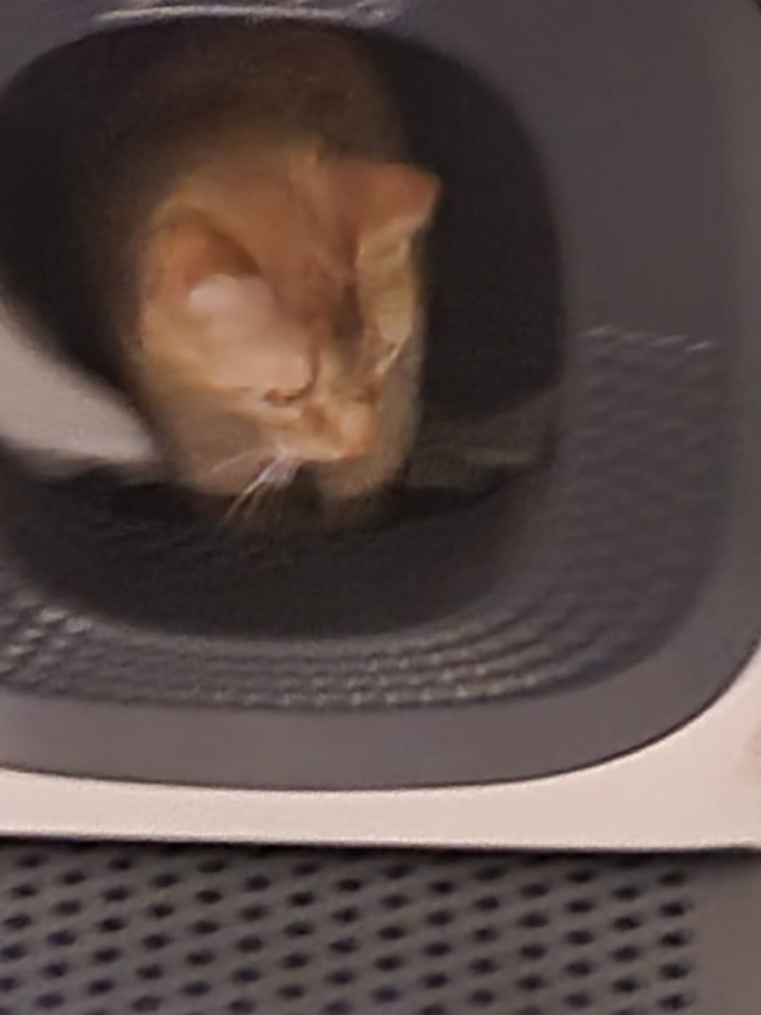 Customer photo review of Auto Self-Refill Automatic Cat Litter Box