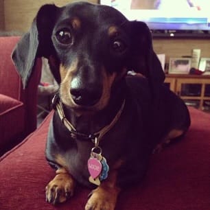 Customer photo review of Custom Pet Art Canvas Wrap