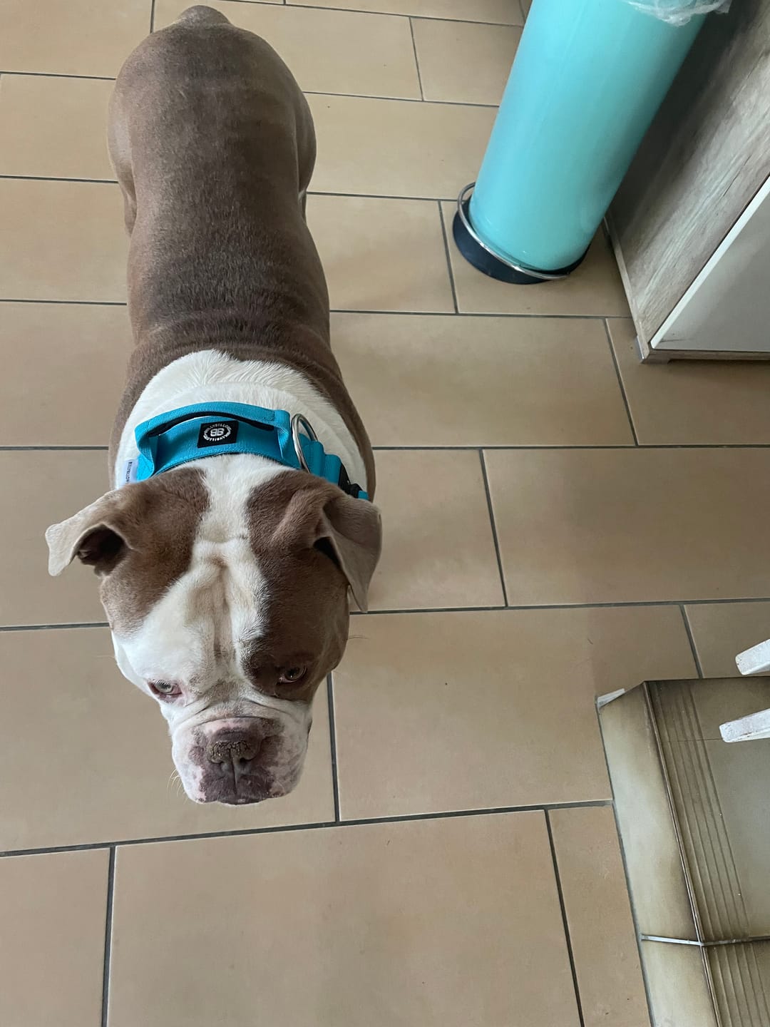Customer photo review of 5cm Combat® Collar | With Handle & Rated Clip - Light Blue v2.0