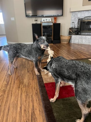 Customer photo review of FIDA Dog Rope Toys