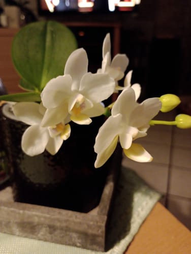 Customer photo review of Bonsaiorchidee Nazare mit weißen Blüten