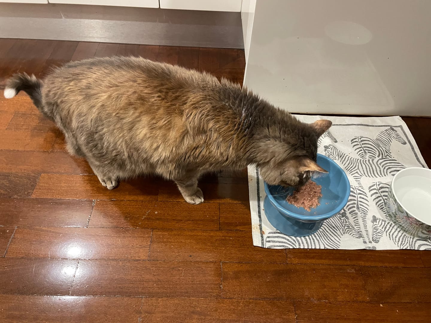 Customer photo review of Tilting Ceramic Cat Bowls With Uneven Texture
