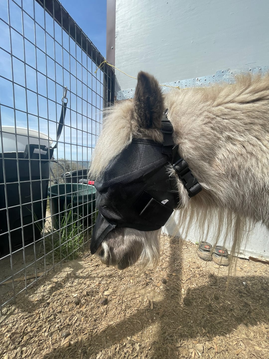 Customer photo review of EquiVizor Fly Mask - With Nose Protection