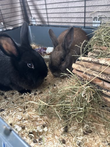 Customer photo review of Meadow Hay Box
