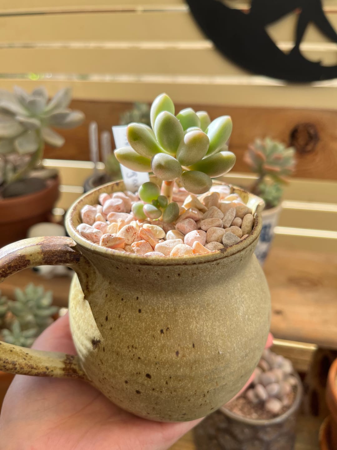 Customer photo review of Graptoveria 'avant-garde'
