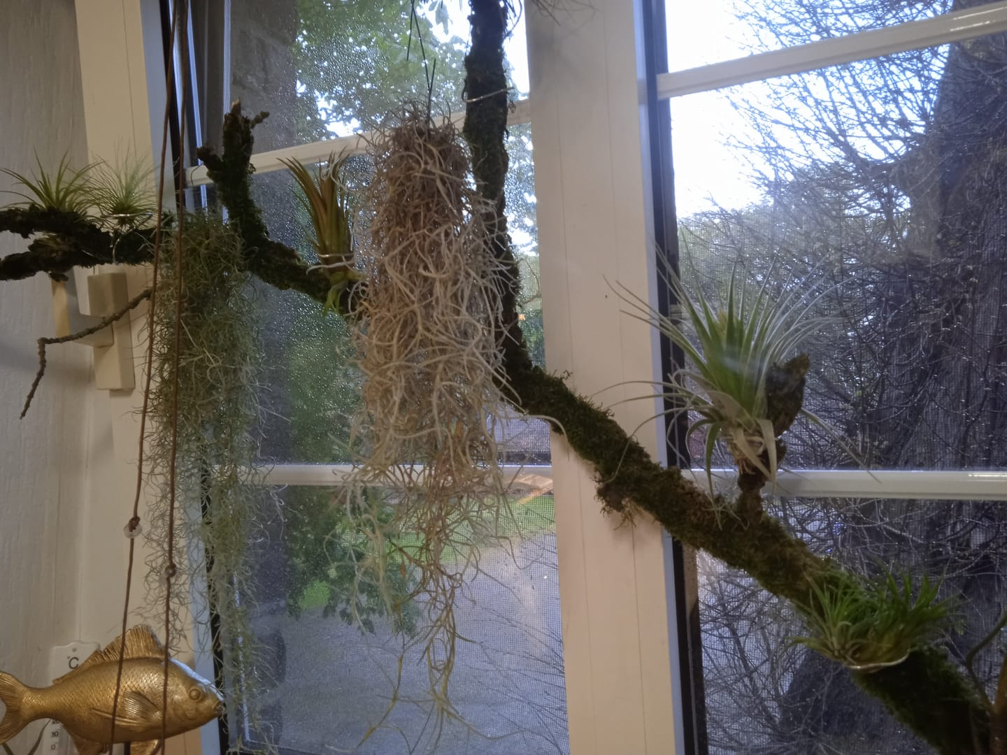 Customer photo review of Tillandsia butzii