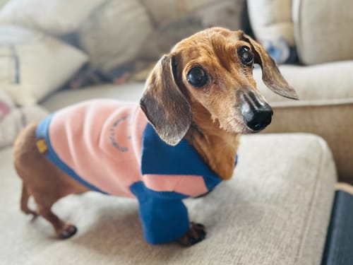 Customer photo review of *PRE-ORDER* The Weens Dog Polo Pullover