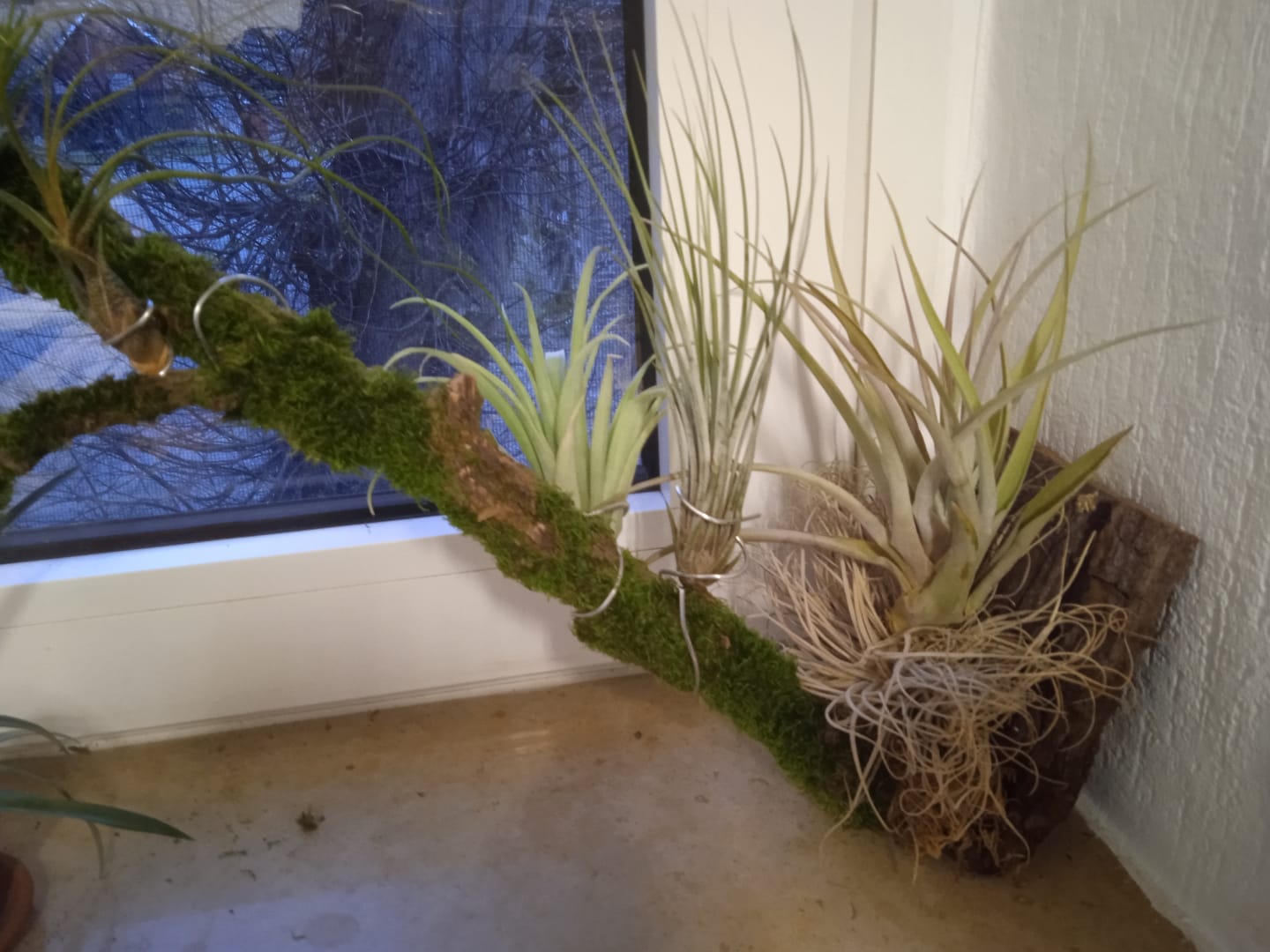Customer photo review of Tillandsia capitata var. peach